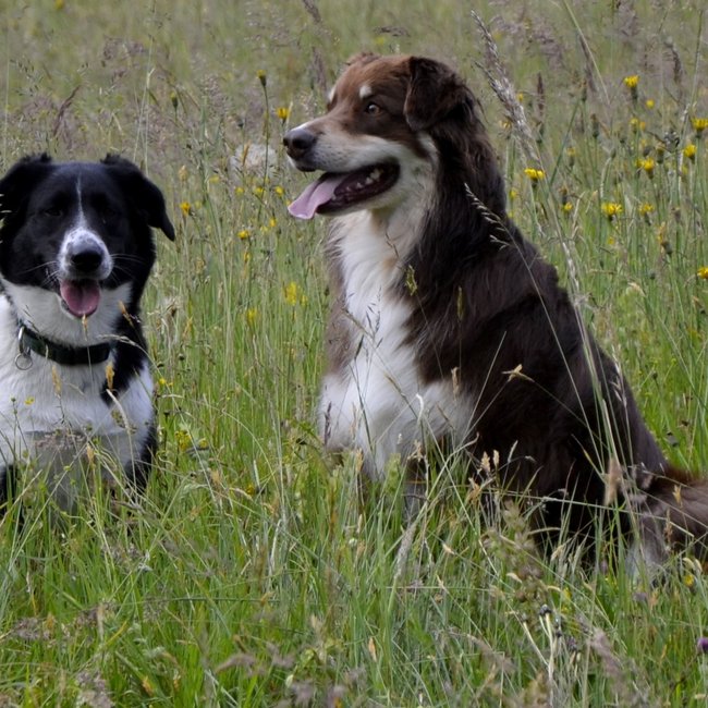 Urlaub mit Hund Urlaub mit Hund